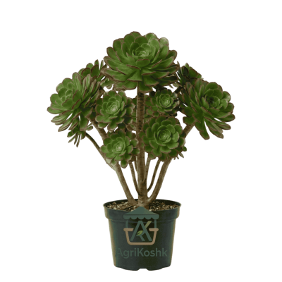 صبار الآيونيم